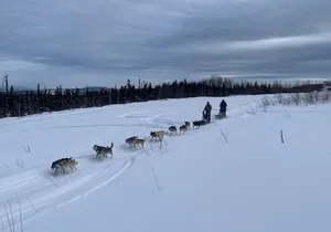 2-Hour Basic Dog Mushing School (with Transportation)