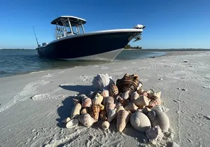 3 Hour Shelling Tour in Marco Island
