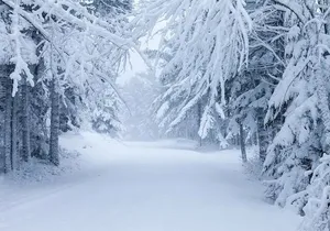Acadia National Park Winter Wonderland Private Driving Tour
