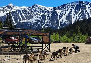 Yukon Dogs and Gold Adventure Skagway