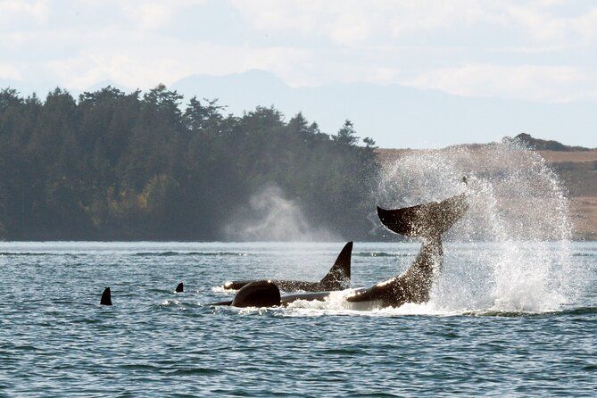Whale Watching Adventure Vancouver