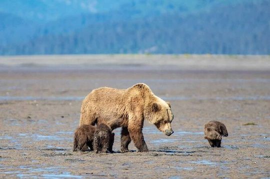 Experience Wild Bears in Lake Clark National Park