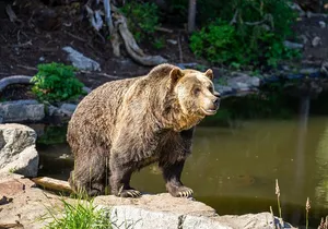 North Vancouver and Grouse Mountain Tour