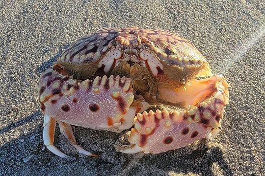 4 hours Private Eco Boat Tour Wildlife and Nature in Pine Island