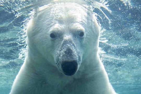 Wilder Institute/Calgary Zoo: Entry Ticket