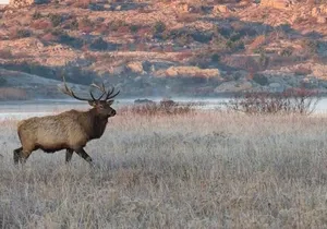 Lake Louise, Banff Gondola, Minnewanka and Banff Town Tour