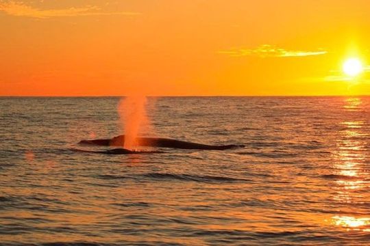 Whale Concert Discovery in Los Cabos