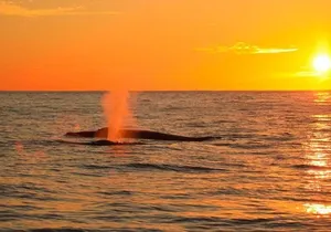 Whale Concert Discovery in Los Cabos