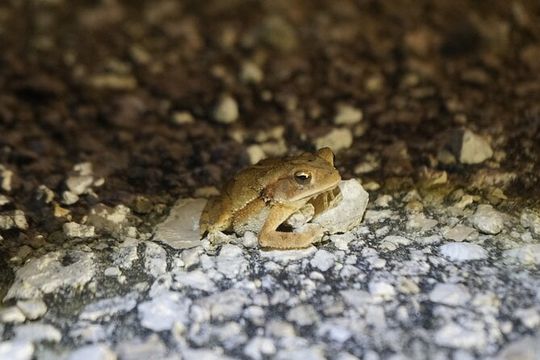 Reptile and Amphibian Night Adventure in Yucatán Jungle