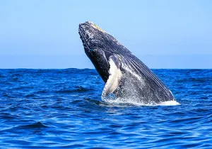 All Inclusive Whale Watching in Puerto Vallarta