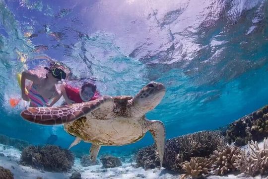 Tulum : Cenote Swim & Turtle Tour with Ruins Visit & Buffette