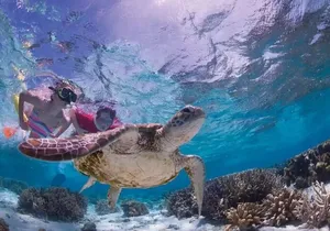 Tulum : Cenote Swim & Turtle Tour with Ruins Visit & Buffette
