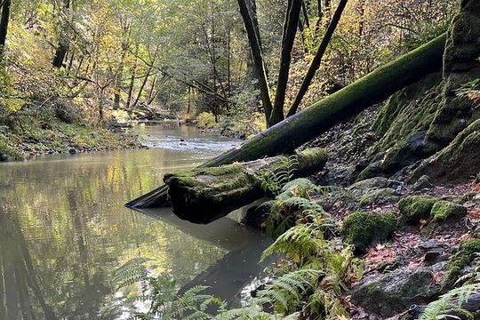 The Secrets of Sacred, Sexy Salmon, Spawning NOW