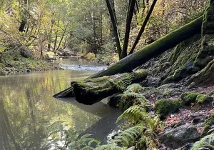 The Secrets of Sacred, Sexy Salmon, Spawning NOW