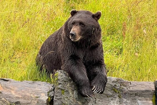 Whittier to Anchorage Cruise Transfer Wildlife Center and Tram