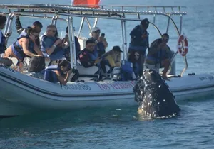Puerto Vallarta Speedboat and Box Lunch Whale Tour