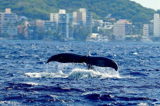 Waikiki Whale Watch & Cultural Stories: Sightings Guaranteed