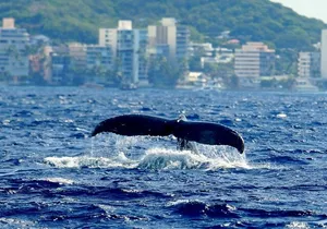 Waikiki Whale Watch & Cultural Stories: Sightings Guaranteed