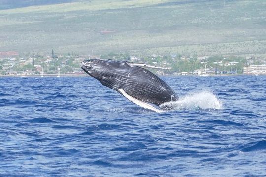 Maalaea Whale Watching Activity Visit