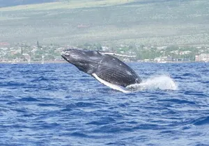 Maalaea Whale Watching Activity Visit