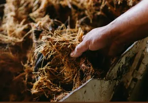 Walking Tour Agave Journey in Versalles