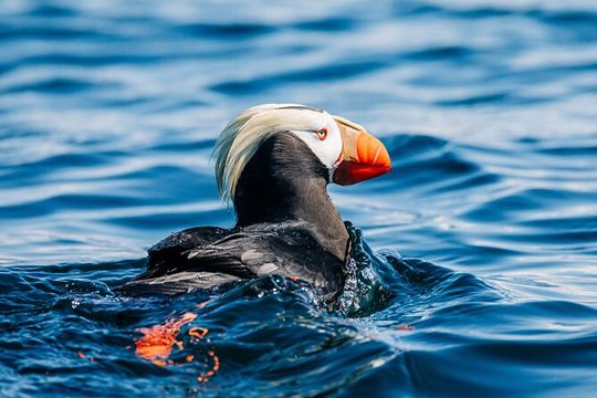 Sitka: Wildlife Photography Workshop Boat Tour (3 hours)