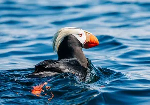 Sitka: Wildlife Photography Workshop Boat Tour (3 hours)