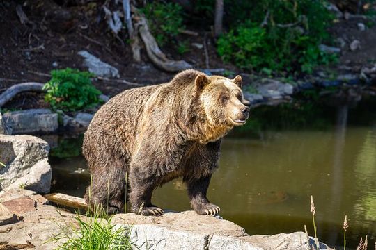 Historical Sightseeing in North Vancouver and Grouse Mountain
