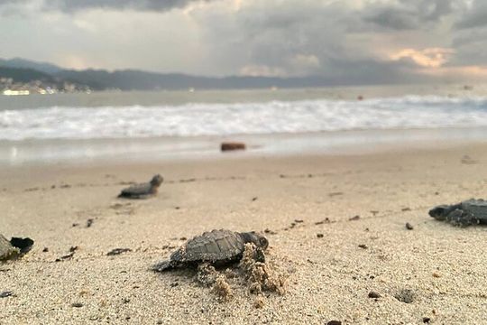 Sea Turtle Conservation Release Puerto Vallarta