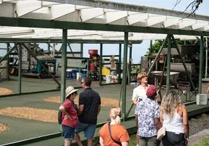 Kona Coffee Farm Tour