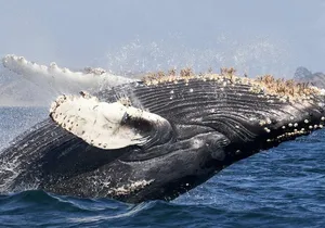 Luxury yacht Whale watching Cabo San Lucas