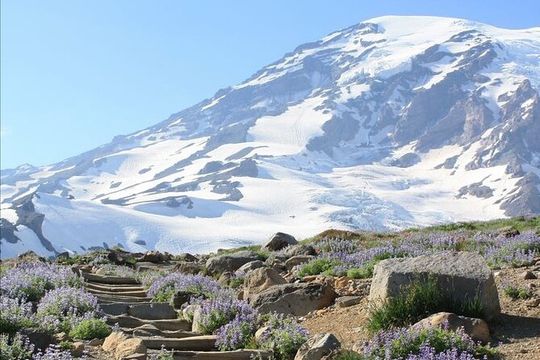 Guided Mt Rainier National Park Day Tour Glaciers Waterfalls