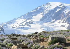 Guided Mt Rainier National Park Day Tour Glaciers Waterfalls
