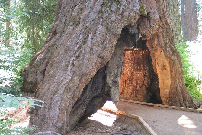 Calaveras Big Trees State Park Day Tour