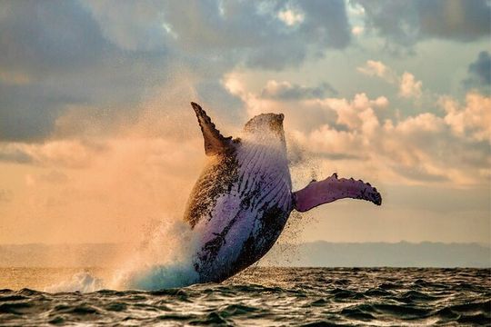 Whale Watching and Sunset Cruise