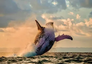 Whale Watching and Sunset Cruise