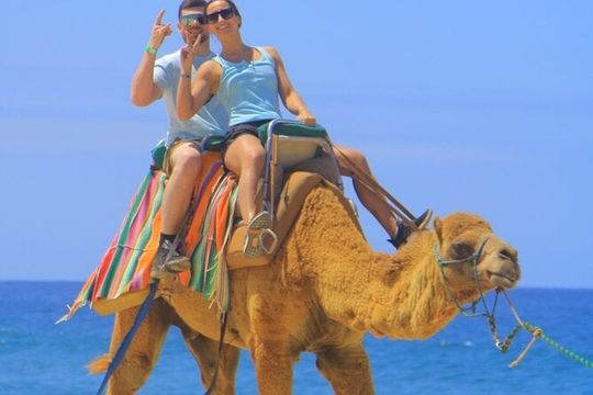 Camel Ride Adventure in Los Cabos Beach Safari & Tequila Tasting