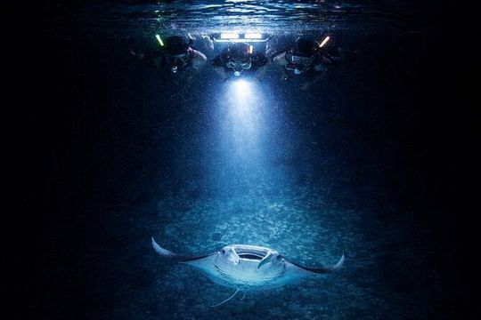 Manta Ray Night Snorkel Adventure in Kailua-Kona