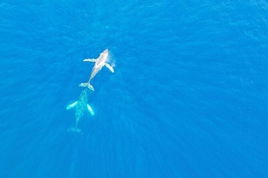 Kailua Kona Whale Watching Boat Tour Experience