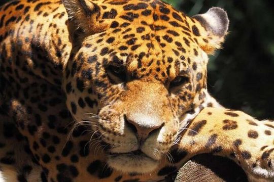 Sonoma Safari Experience