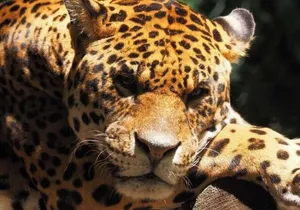 Sonoma Safari Experience