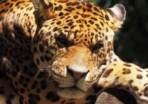 Sonoma Safari Experience