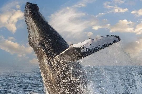 Puerto Vallarta Whale Watching Tour