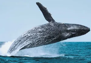 Whale Watching Adventure in Cabo San Lucas