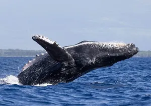 Sound of the Ocean Whale Watch Sail