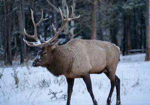 Banff: 4-Hour Evening Wildlife Viewing & Sunset Experience