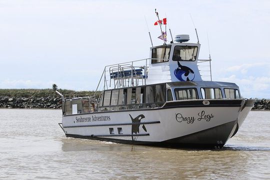 Winter Eco Tours on the Salish Sea Wildlife Adventures