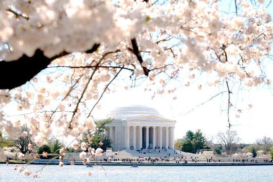 DC Cherry Blossoms Tour with 10+ Stops & Seasonal Boat Cruise