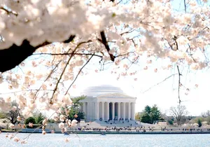 DC Cherry Blossoms Tour with 10+ Stops & Seasonal Boat Cruise