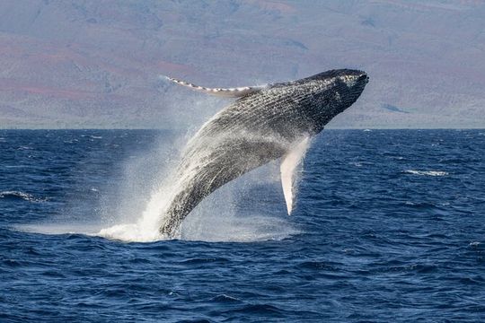 Morning Whale Watching Tour in Maui with Continental Breakfast